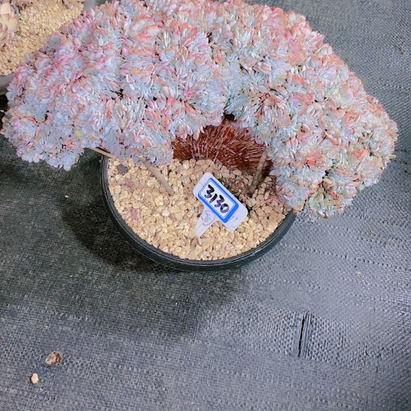 【闪购商品】星*谷3130