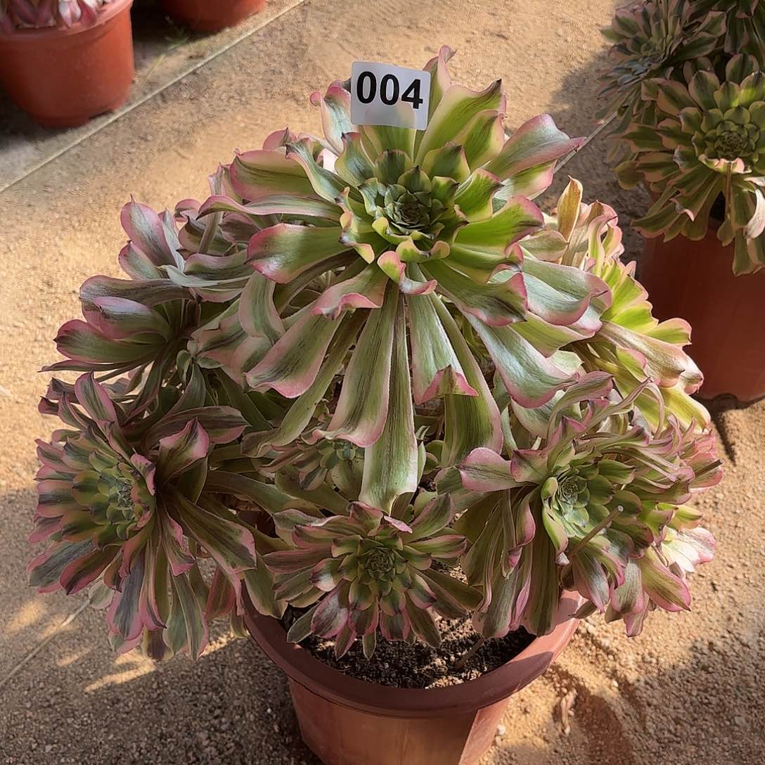 多肉法师黛玉004