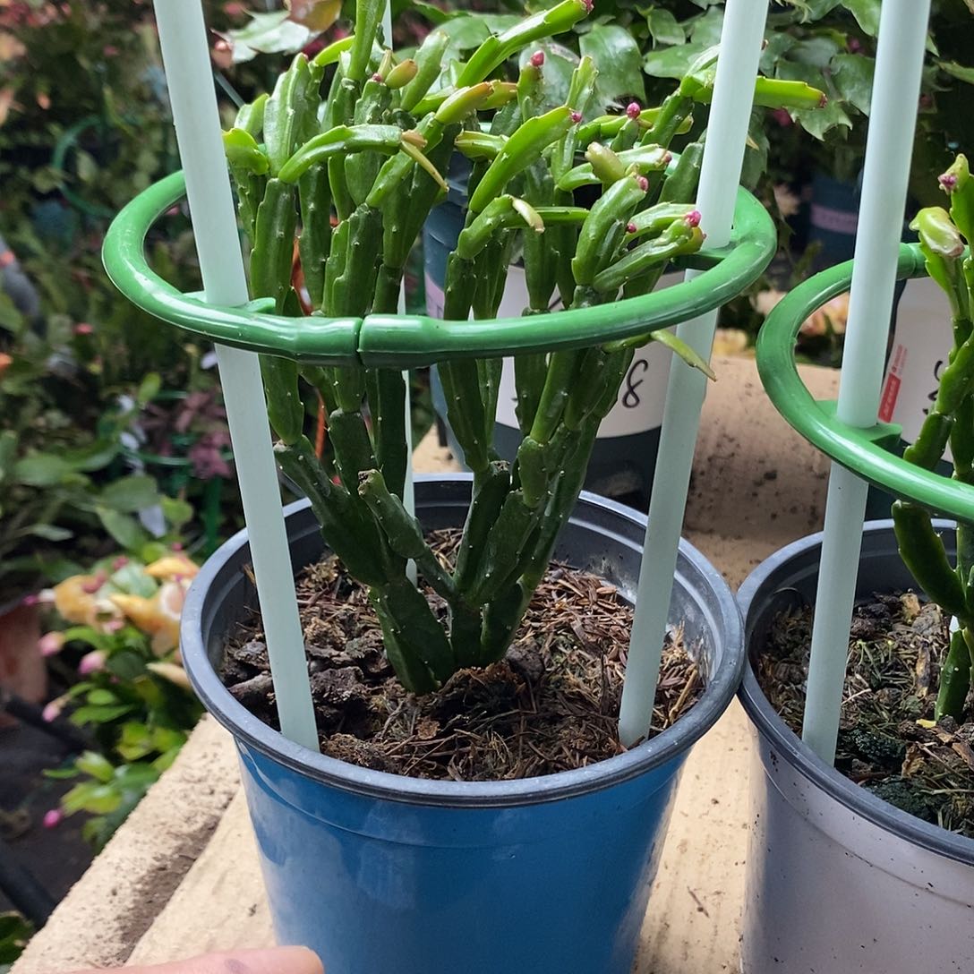 无花朵进口原生紫色异类福利