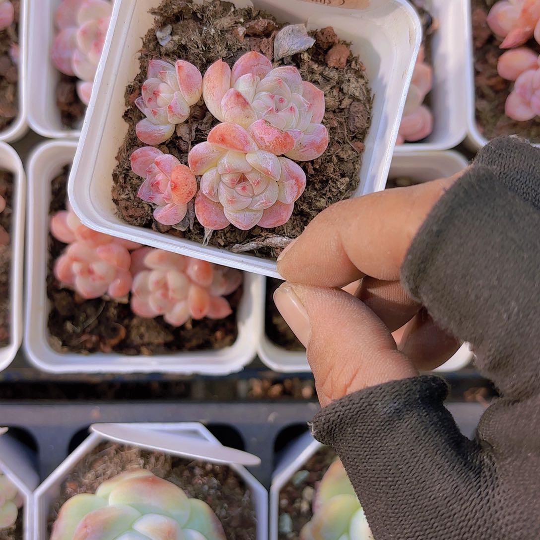 A189香妃群一物一拍