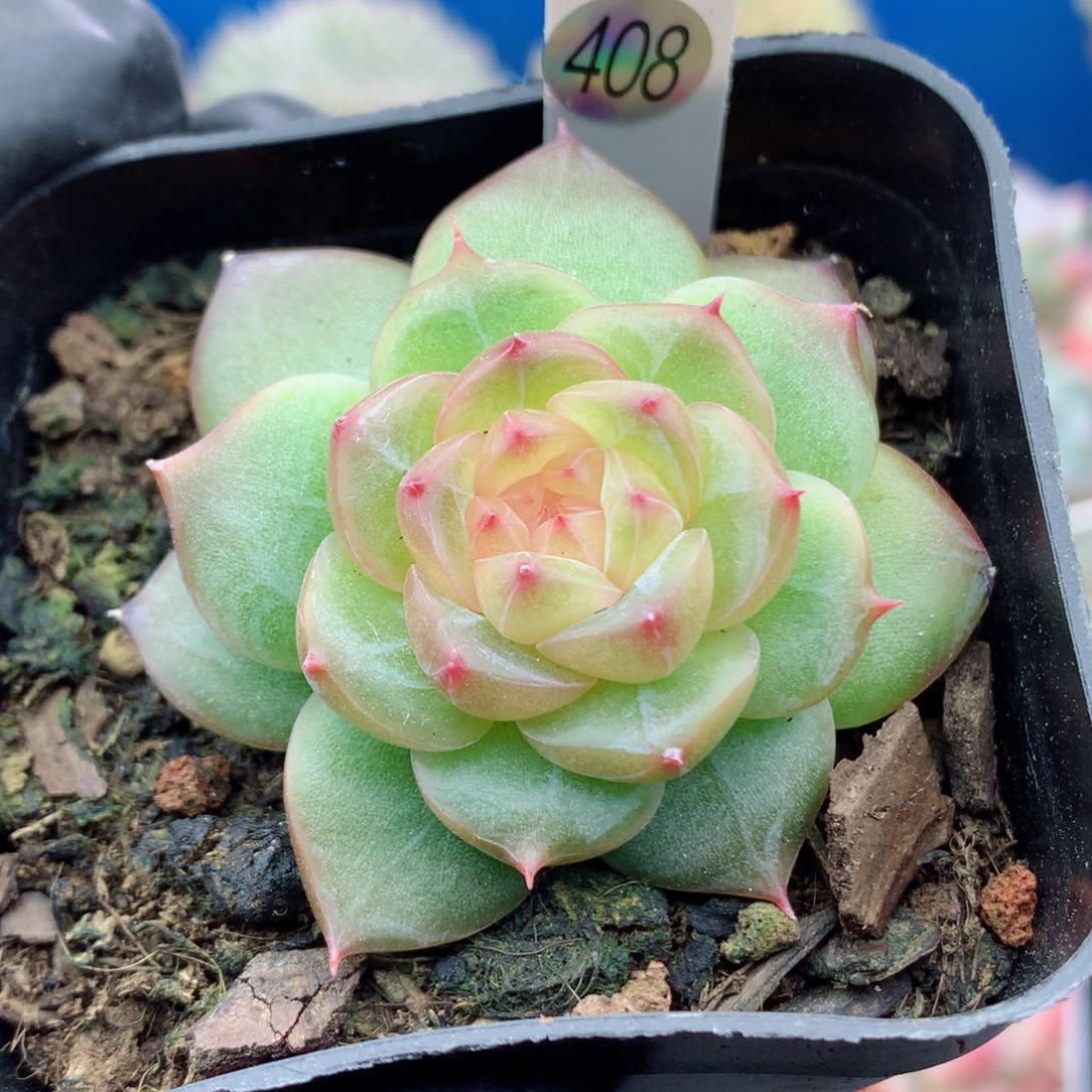 58包邮  群生不包整408