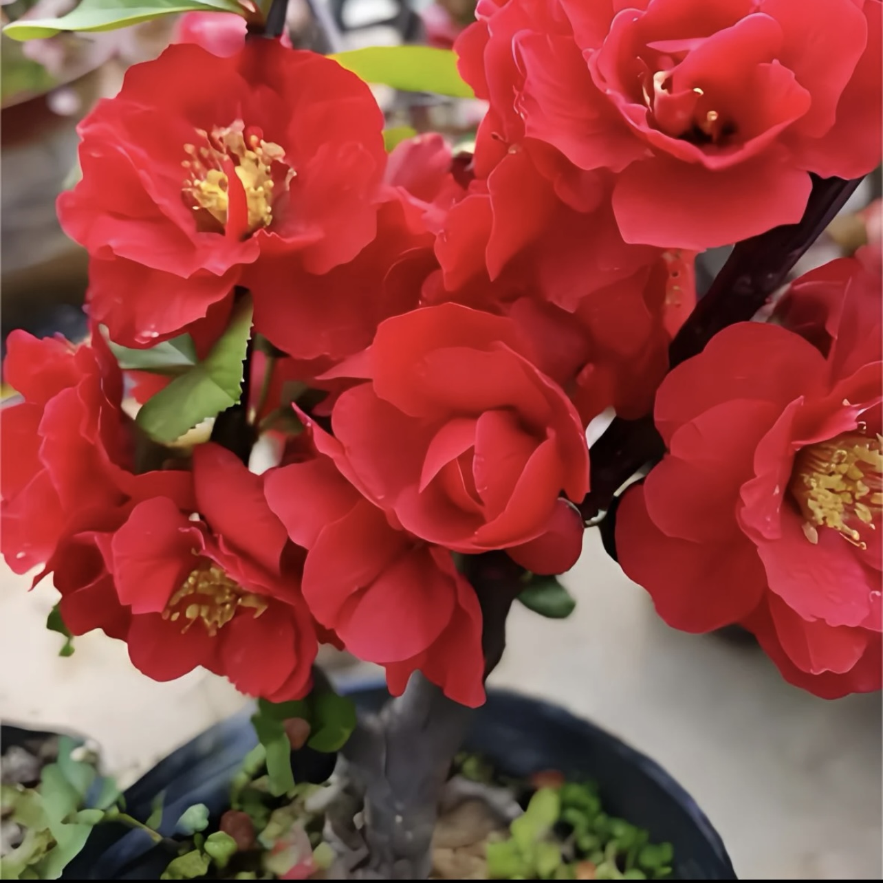 长寿冠红玉复瓣红色大花四季海棠花