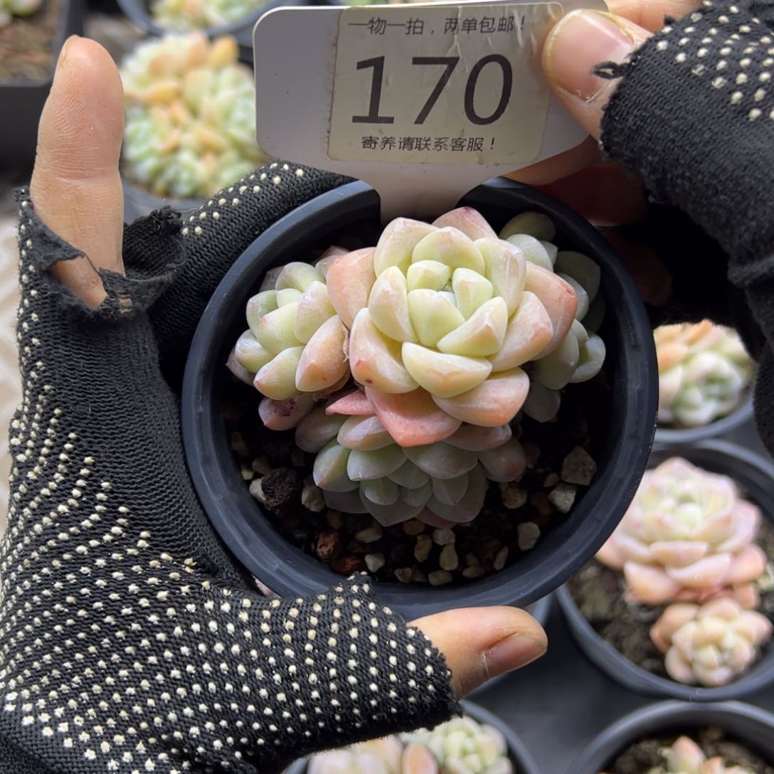 红陶170号多肉植物