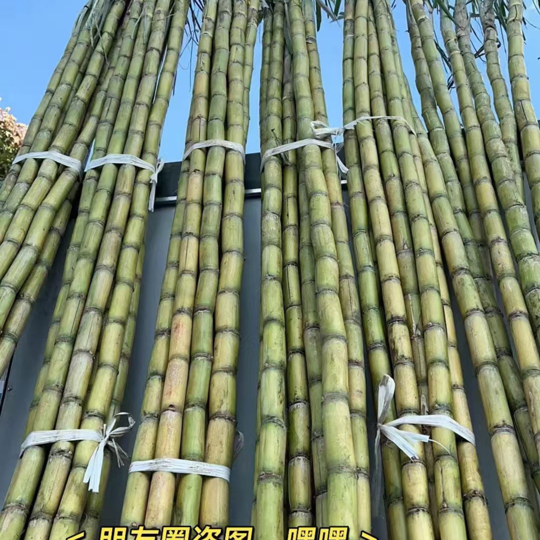青皮甘蔗