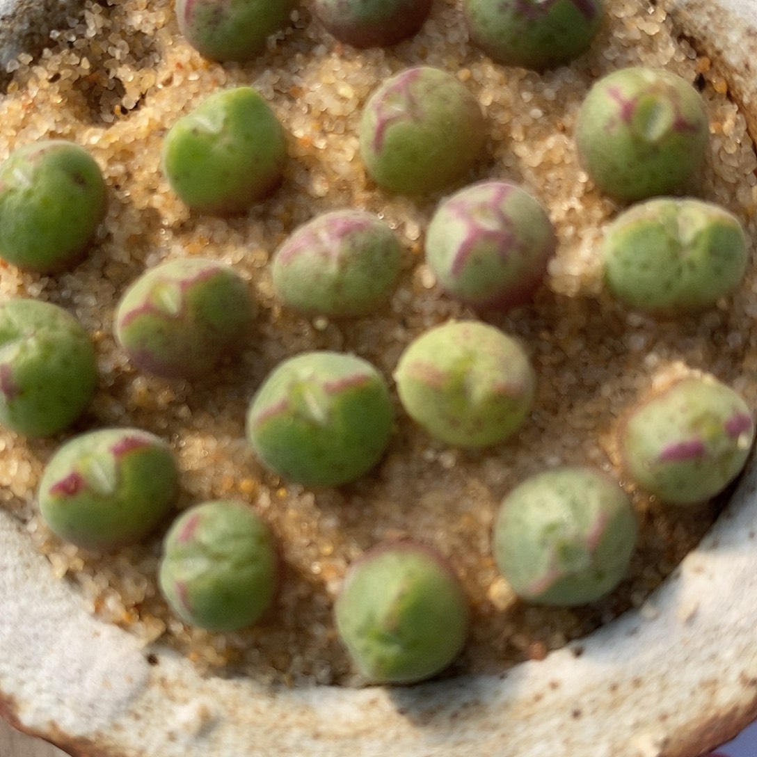 2898猪蹄985一组。   