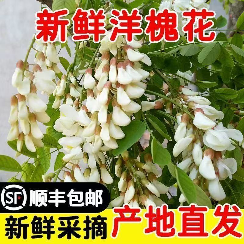 新鲜洋槐花骨朵现摘菜现发野菜槐花饼山东特产时令菜