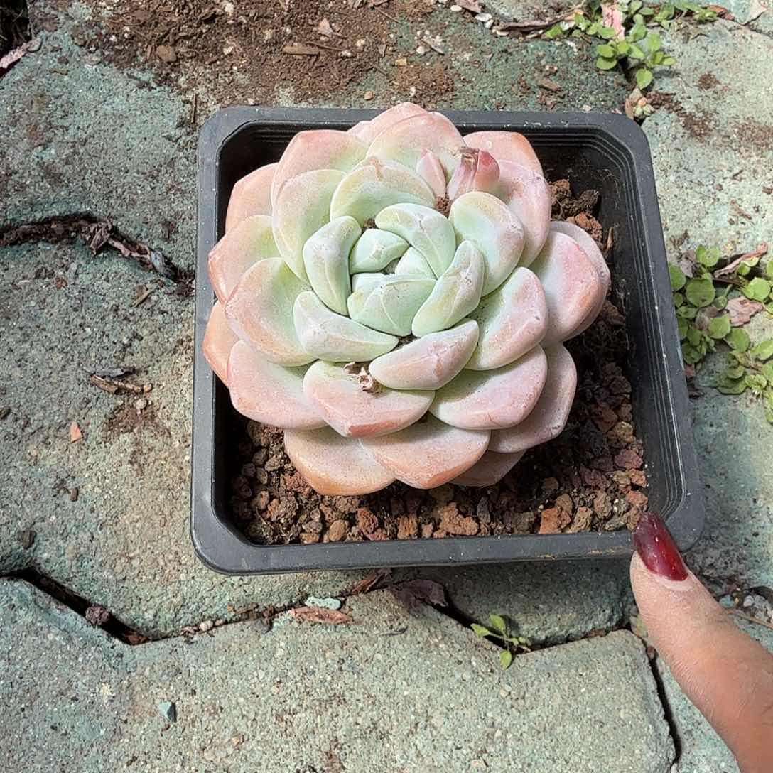 单头大冰玉多肉植物