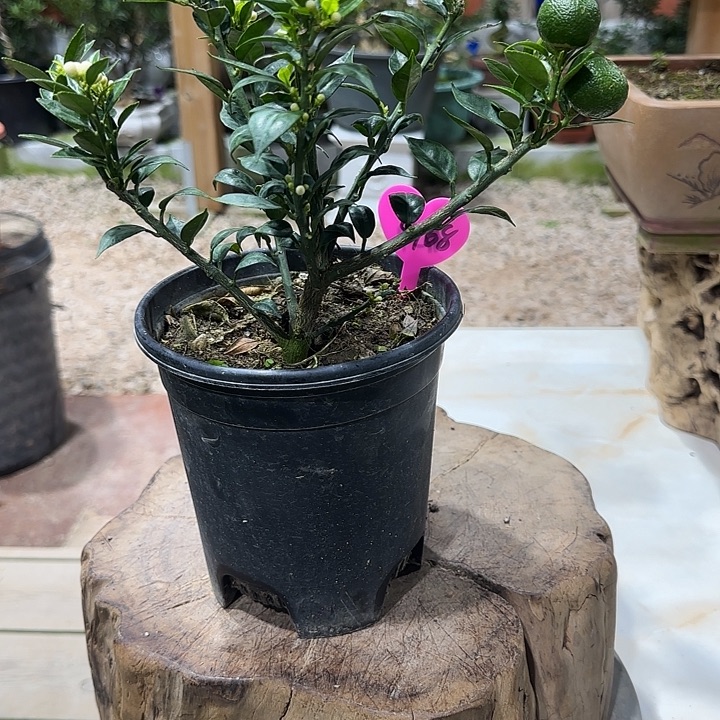 贡***布直播间八房柑一物一拍