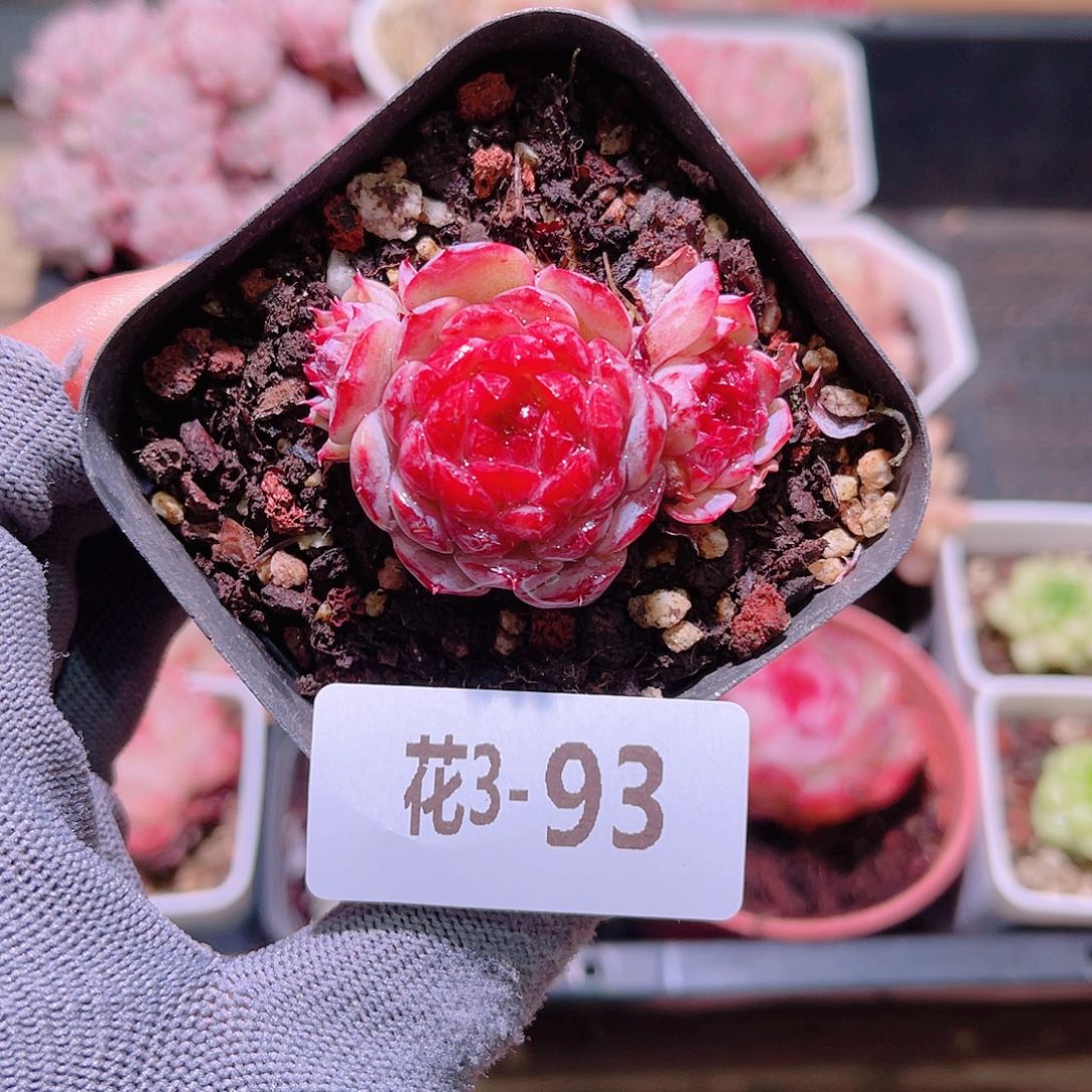 花03-93果糖带仔