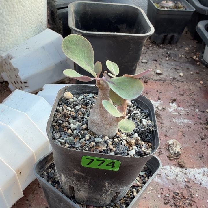 阿****美尻厚墩菊774 仙人球