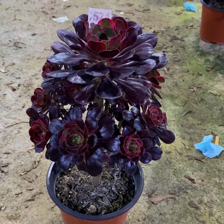 丽娜多肉植物571