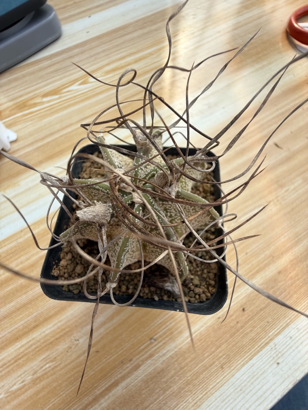 瑞凤实生仙人球脱土发货