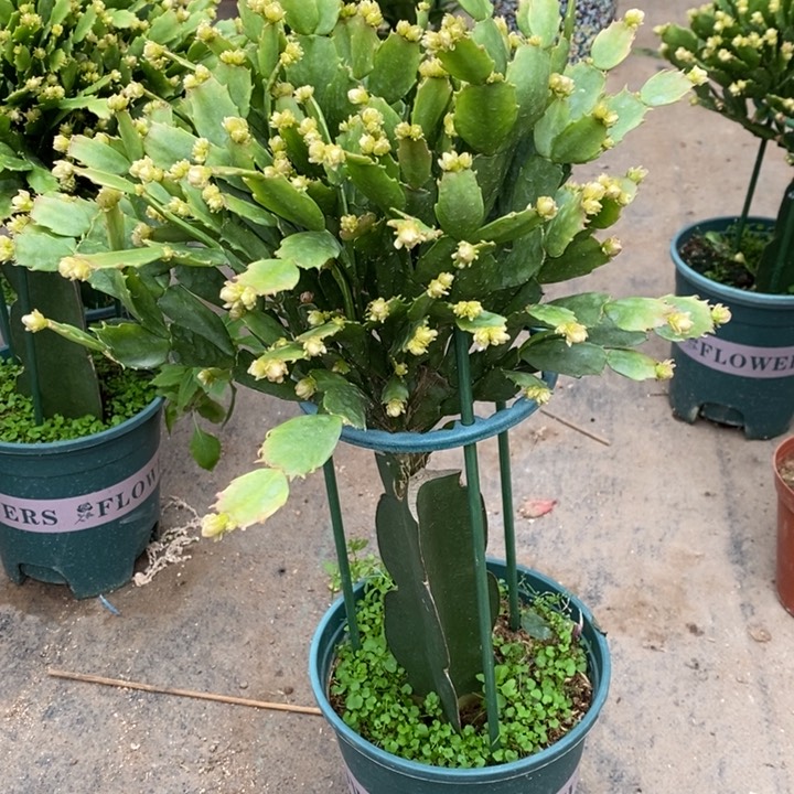 当前无花栽培后可以开花索****店272嫁接028