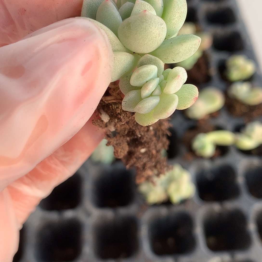 M***e多肉植物一物一拍