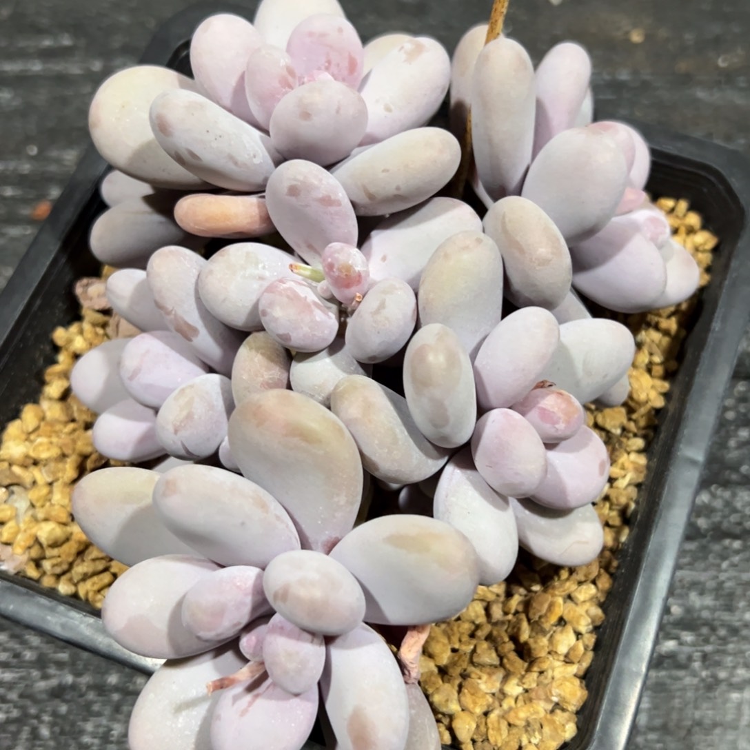 多肉植物一物一拍