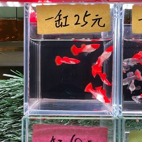 浪****孔雀鱼红头孔雀鱼一缸