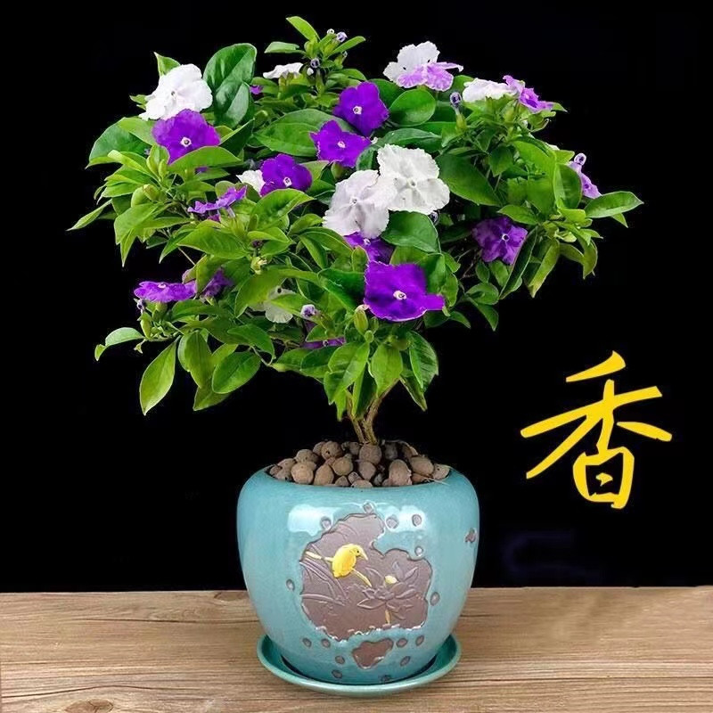 宏钦盛双色茉莉花苗正宗盆栽鸳鸯茉莉变色四季开花室内绿植花卉