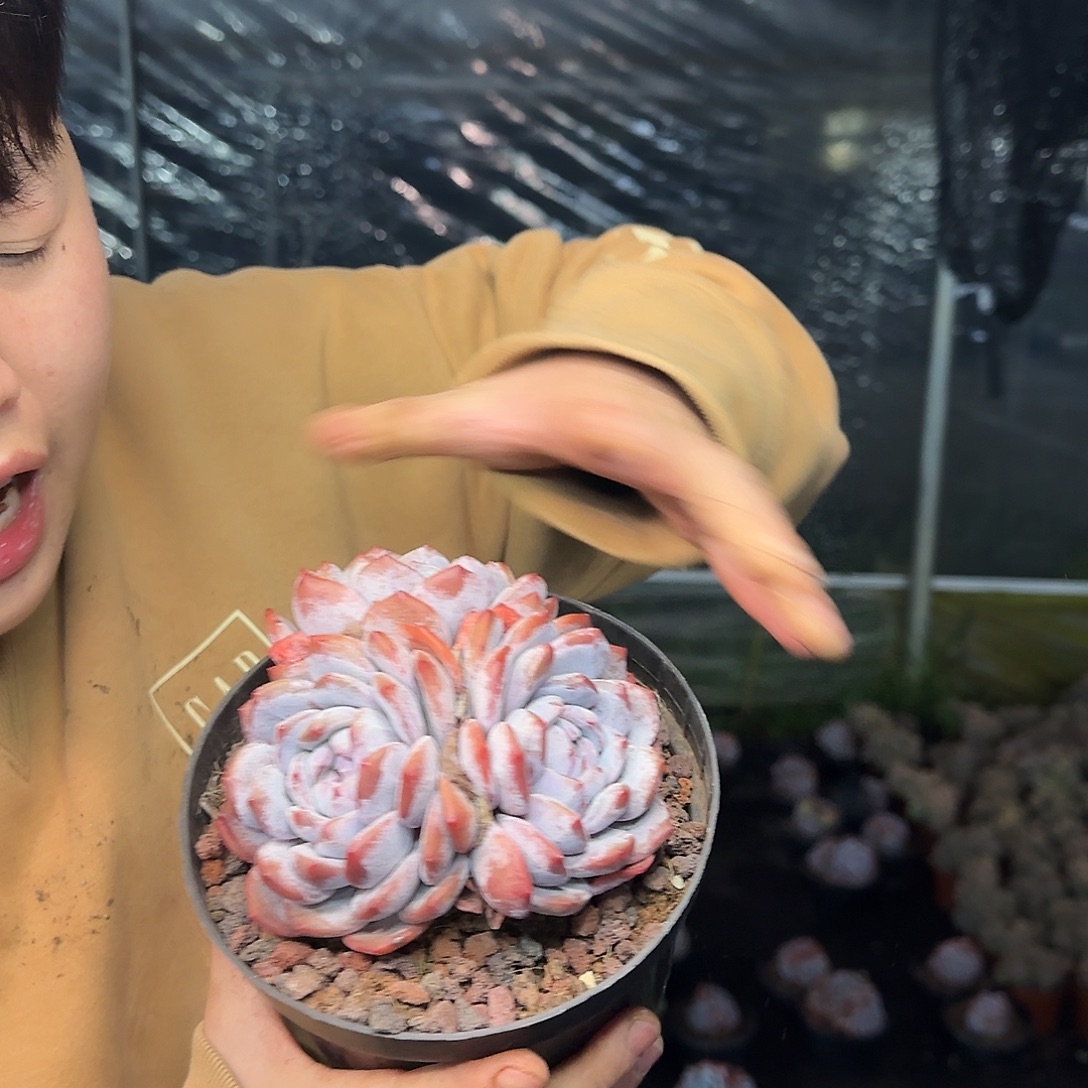 3头起精控星影 带盆土 5.99