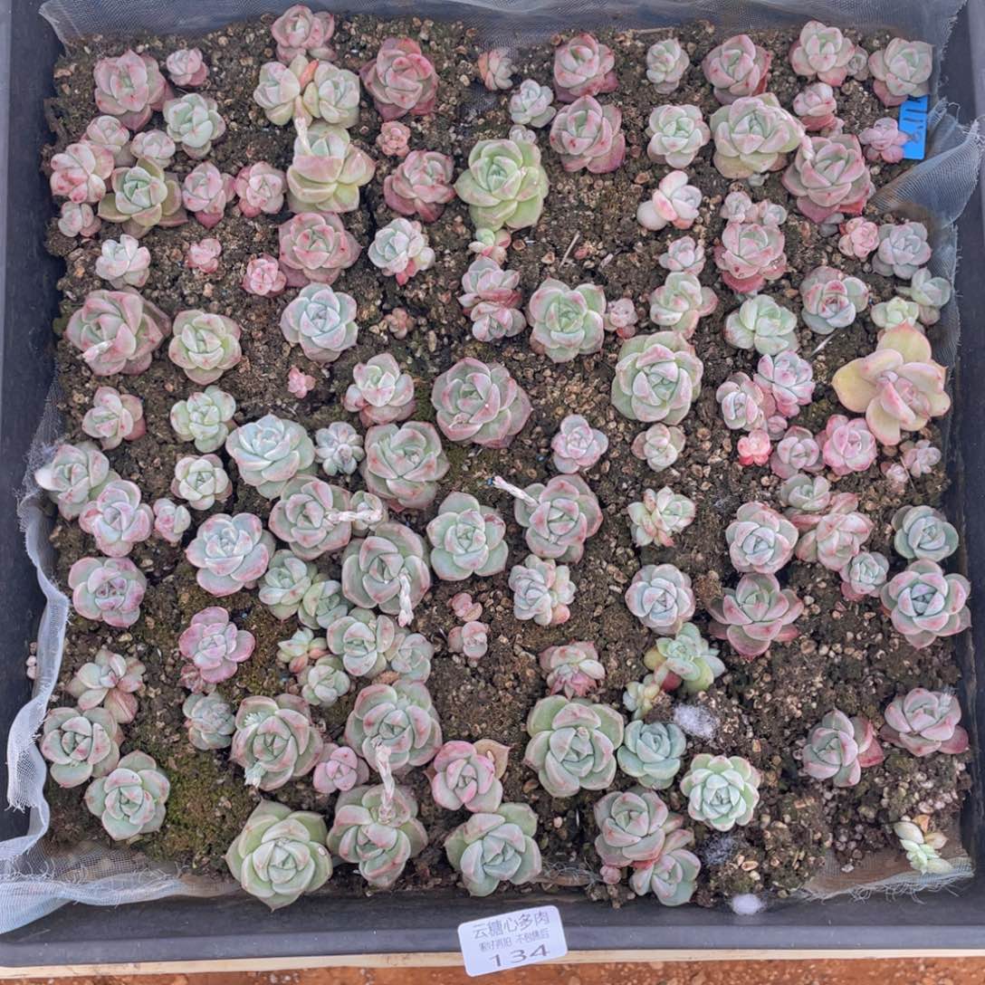 云糖心多肉植物134
