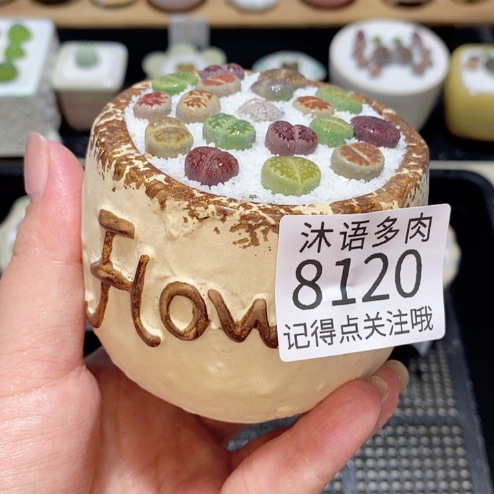 带盆土植物 精美盆栽0120