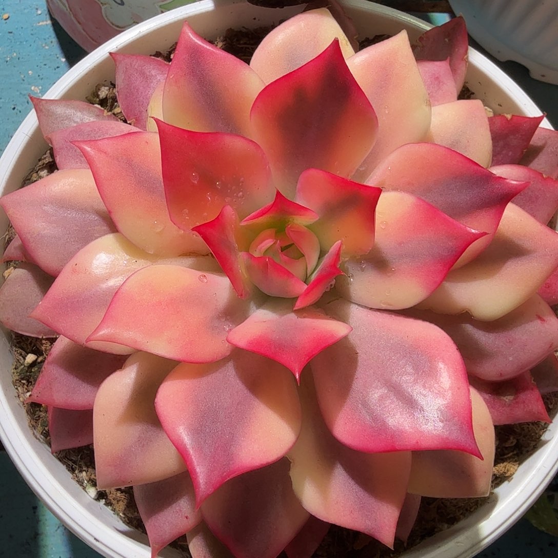 红宝莲灯锦，多肉植物