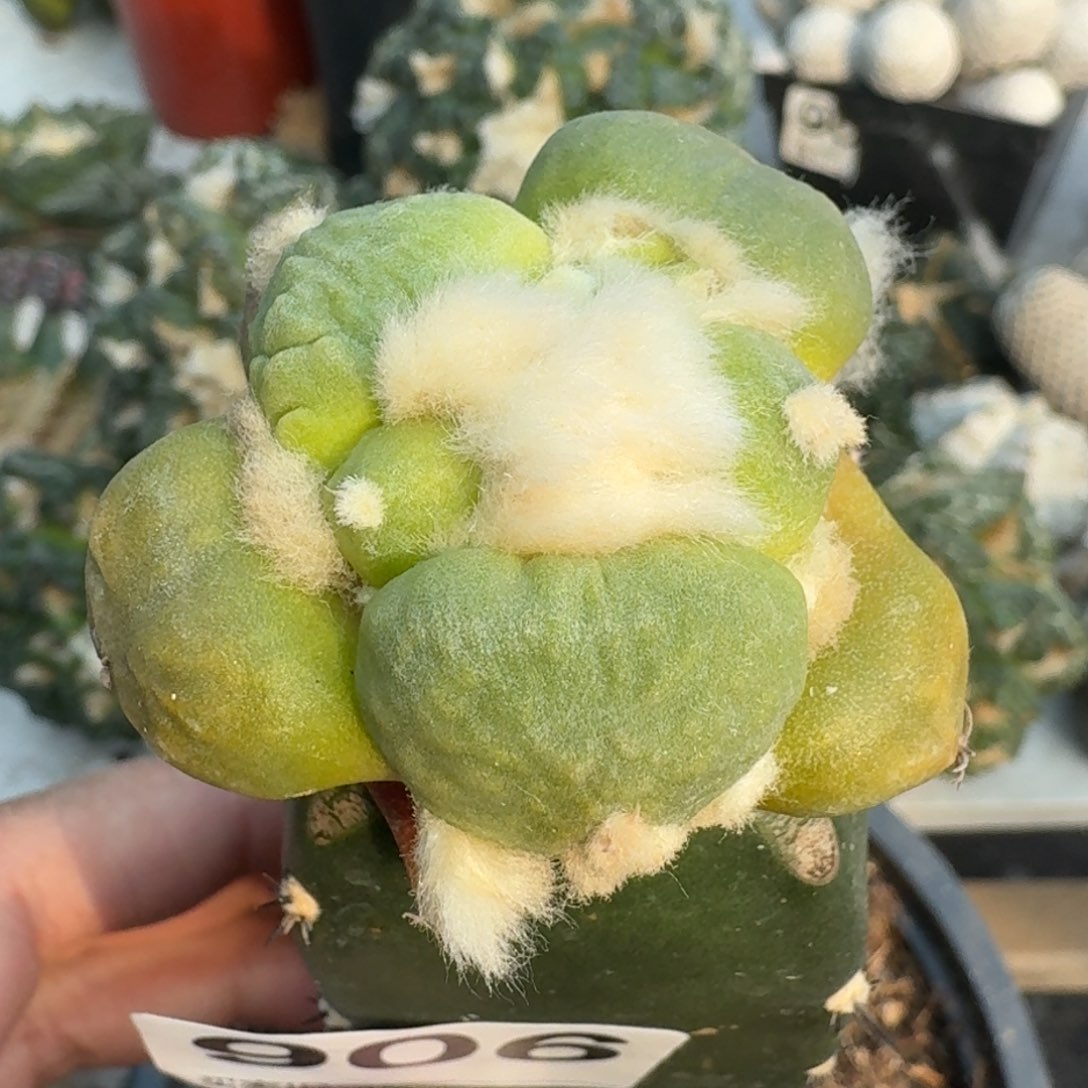 【闪购商品】蛋尤锦906