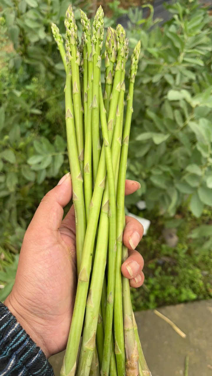 峨眉山露天种植新鲜芦笋农家直采嫩绿健康蔬菜春季时令蔬菜