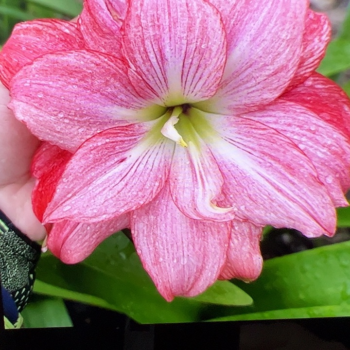 朱顶红585开花球6cm+