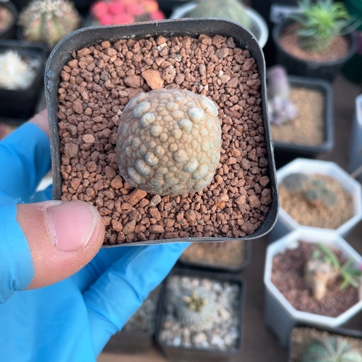 488凝提玉仙人球