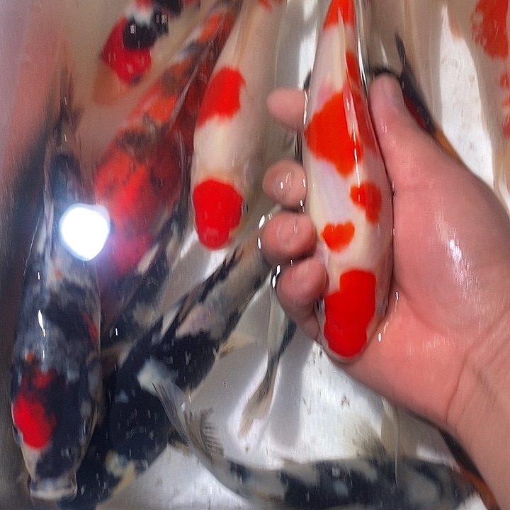 黑***刚锦鲤锦鲤活鱼开箱包活