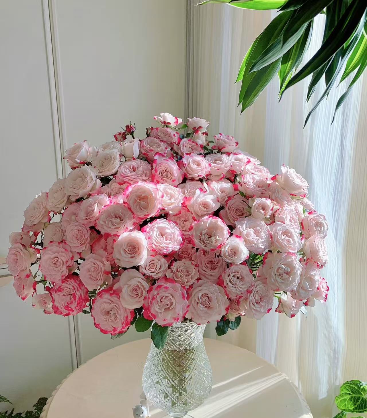 折射多头玫瑰10支（收到及时醒花）