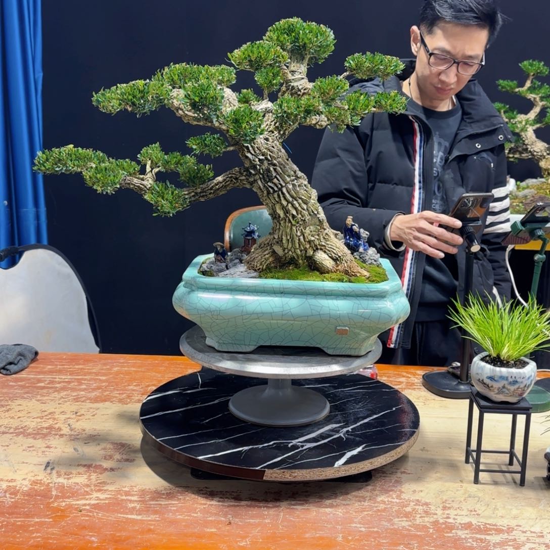 黄杨室内室外盆景艺术