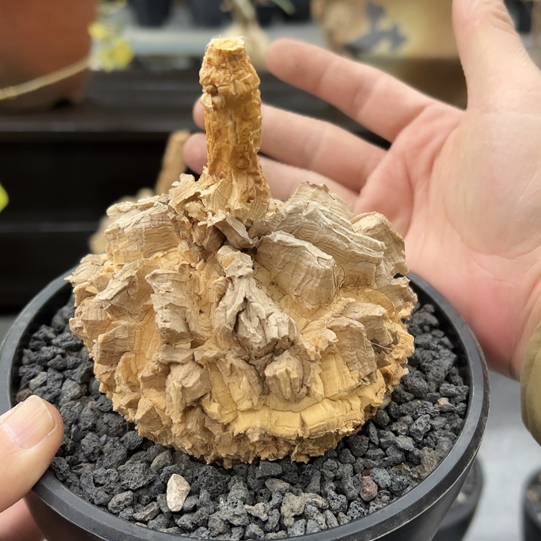 用***0龟甲萝摩 66888888