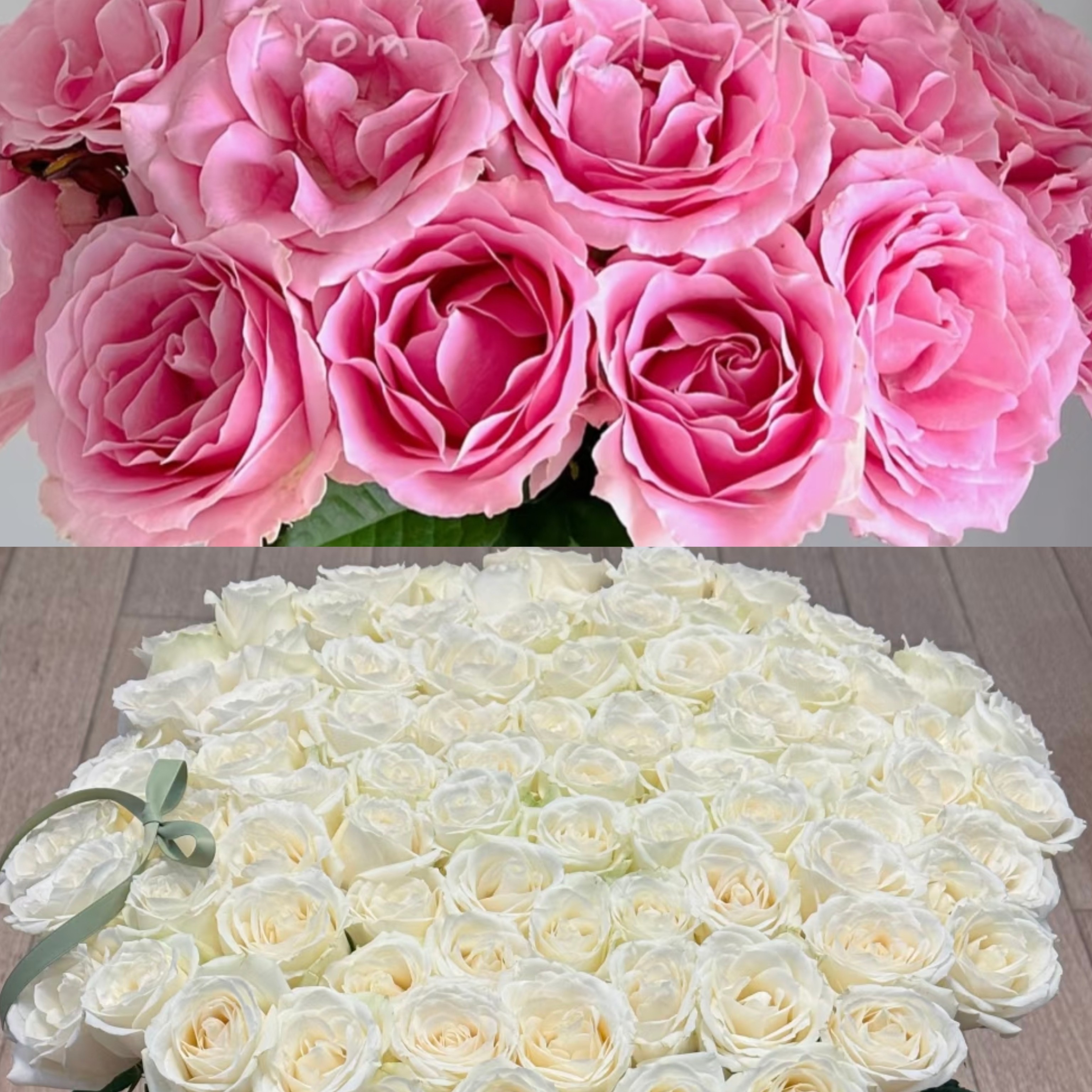 【工厂直发】白雪山+甜蜜雪山各10支