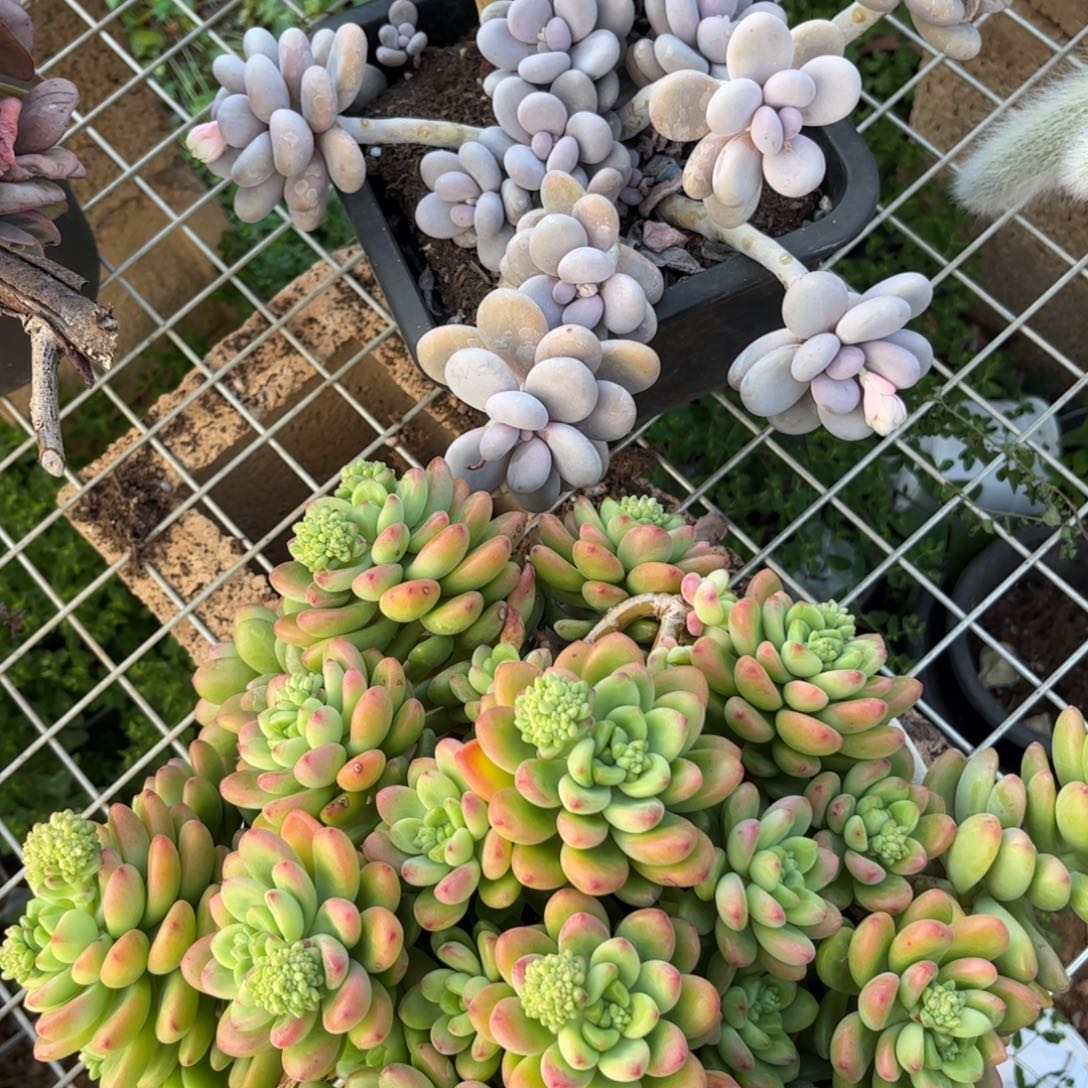 顺***场好姑娘多肉园艺，奶酪，香格里拉