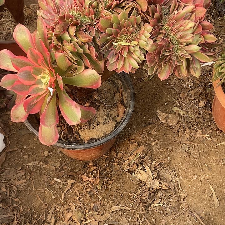 352粉女妖缀化老板子