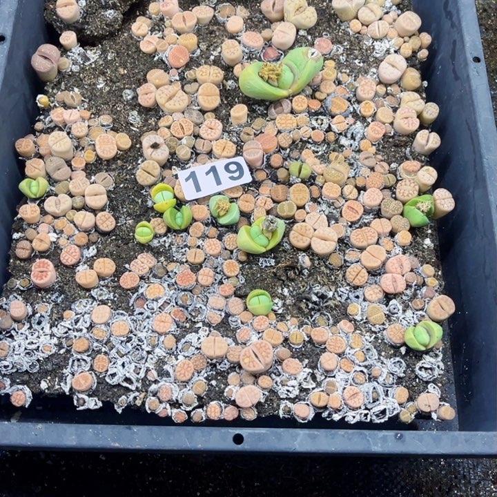 119 生石花一物一图如图带框