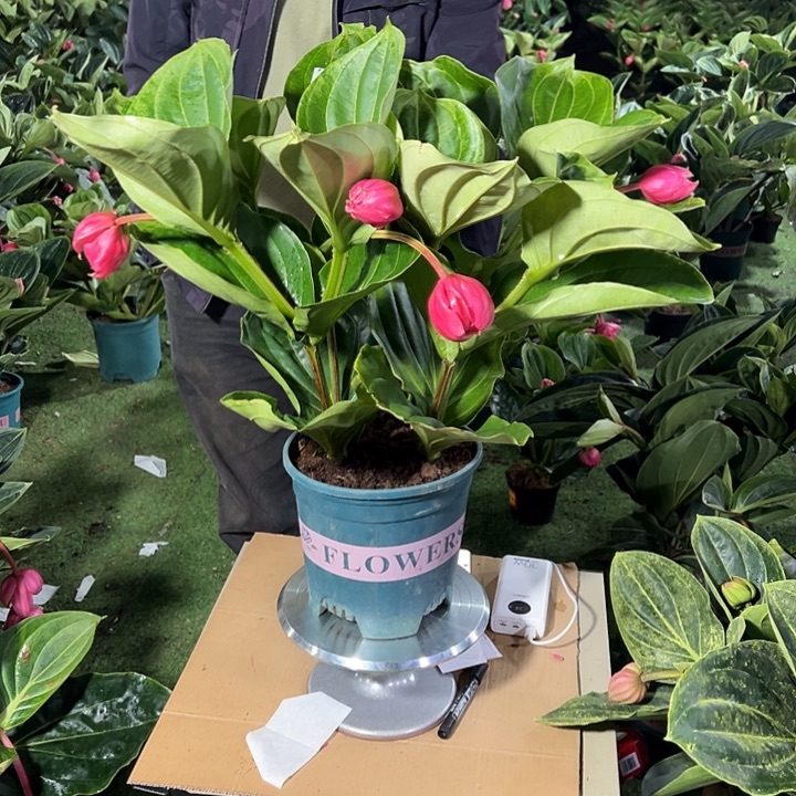 幺***品无花朵荷兰进口宝莲灯