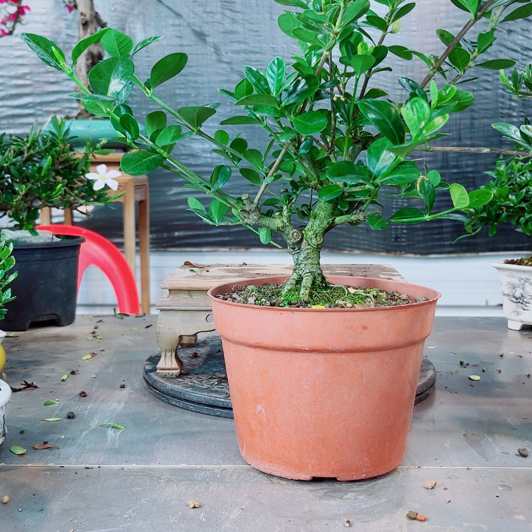 盒***生皓月栀子花花花花