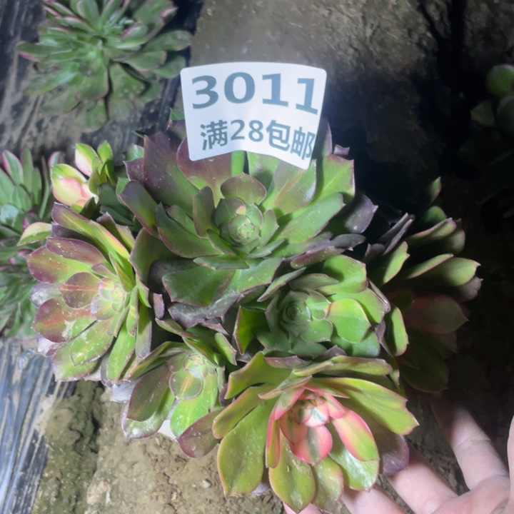 3011二号棚七彩多肉植物A