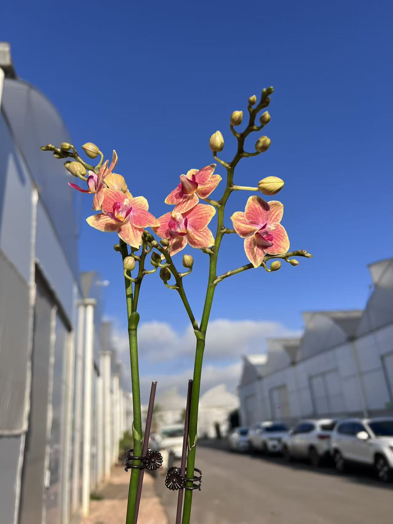 鲜花 蝴蝶兰【小太阳 】带花  带花苞 云南昆明基地直发