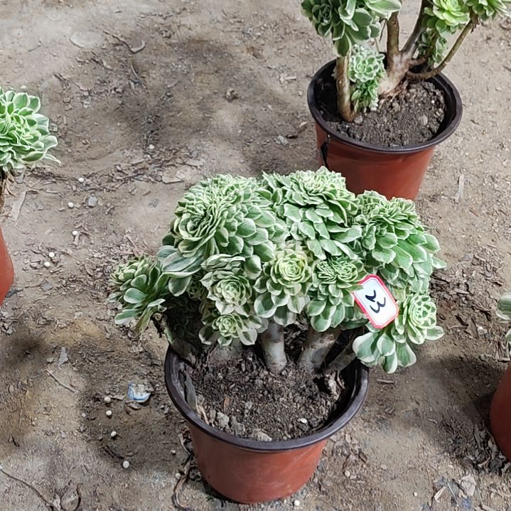 23迈巴赫缀化法师故事法师