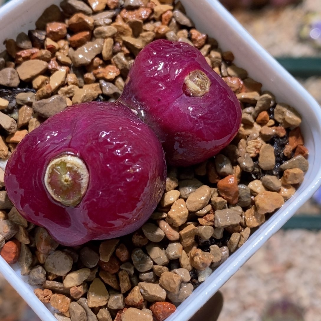 双头车厘子色毛毛双头车厘子色毛毛