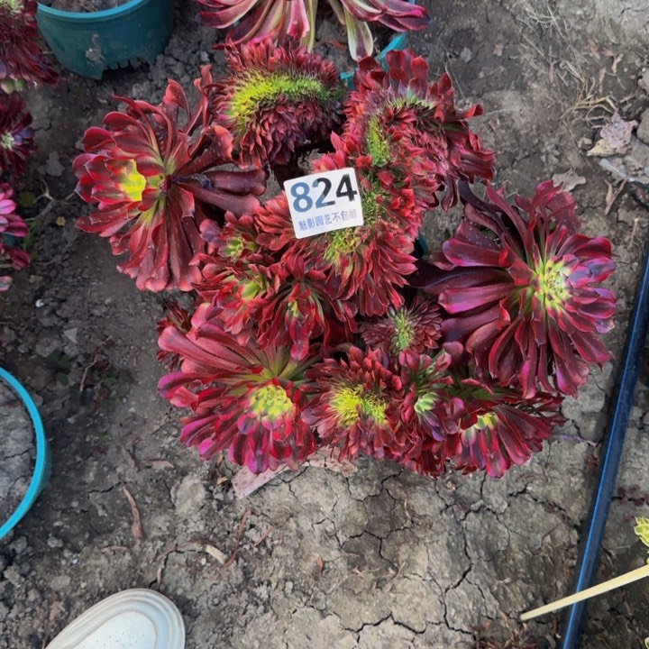 雪姬花29-11包邮花花