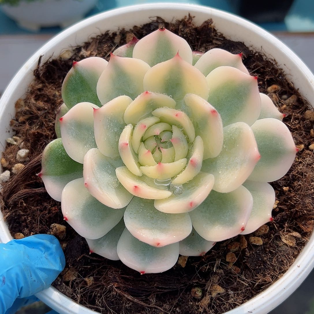 吉娃娃锦，宽叶宽锦覆轮锦