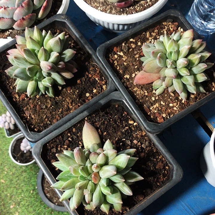 胖体重楼缀化多肉植物