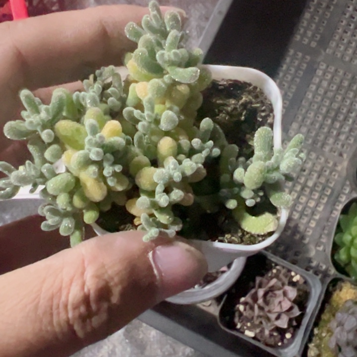 丹***炸冰晶杂精品多肉植物大战