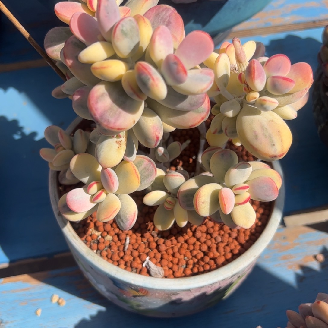 孤****）乒乓福娘锦，一物一拍