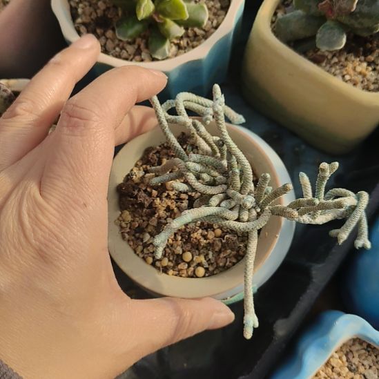 银蚕块根多肉植物