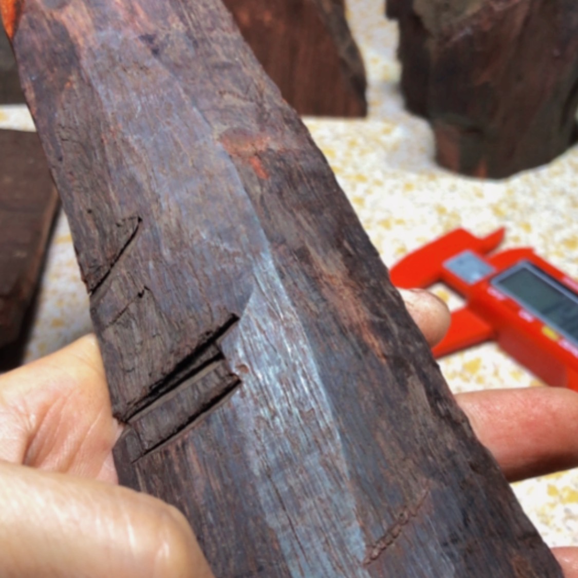 【闪购商品】檀香紫檀（小叶紫檀）林*